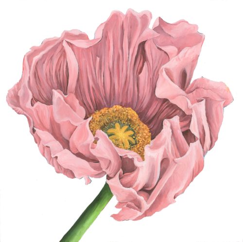 Poppy Love I