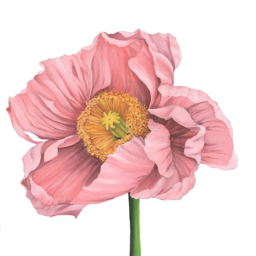 Poppy Love II