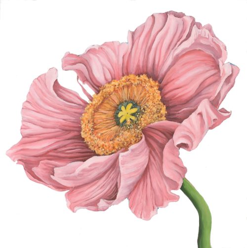 Poppy Love III
