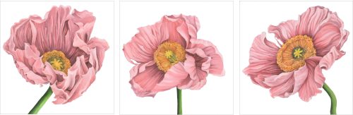 Poppy Love triptych