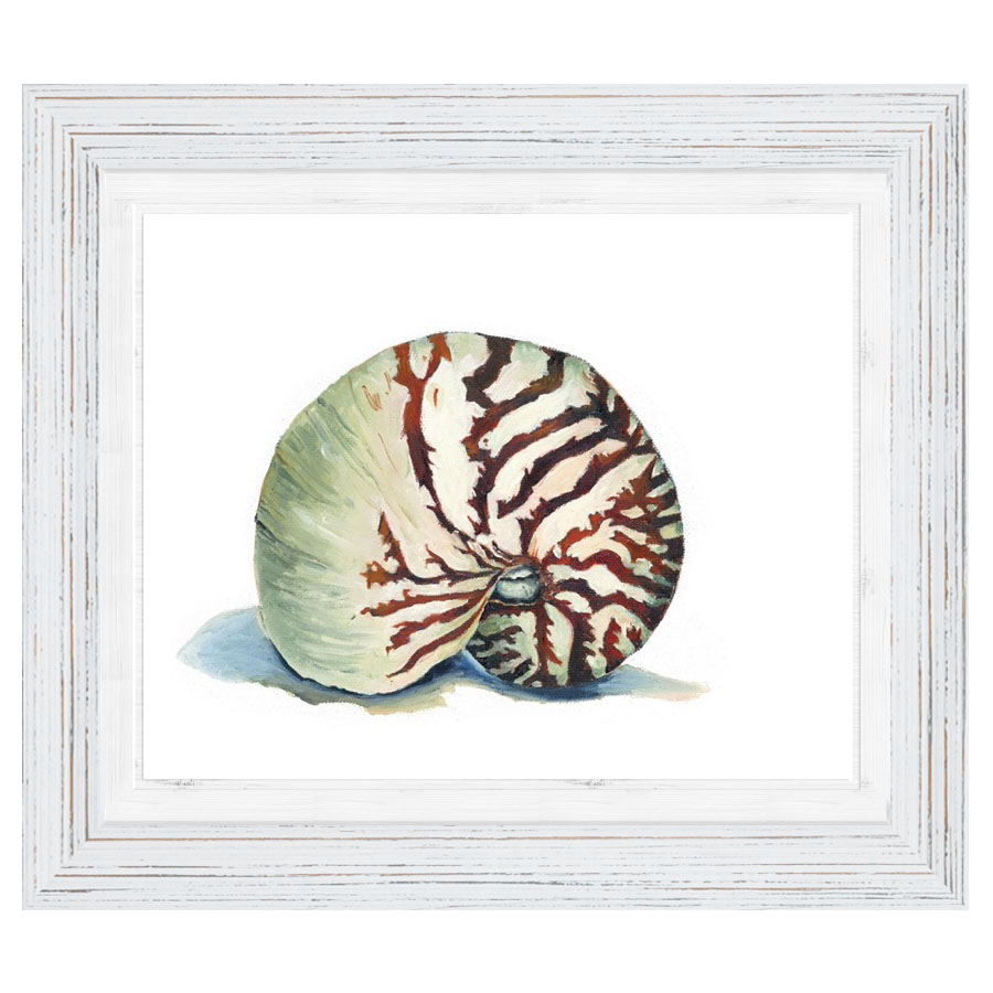 Nautilus