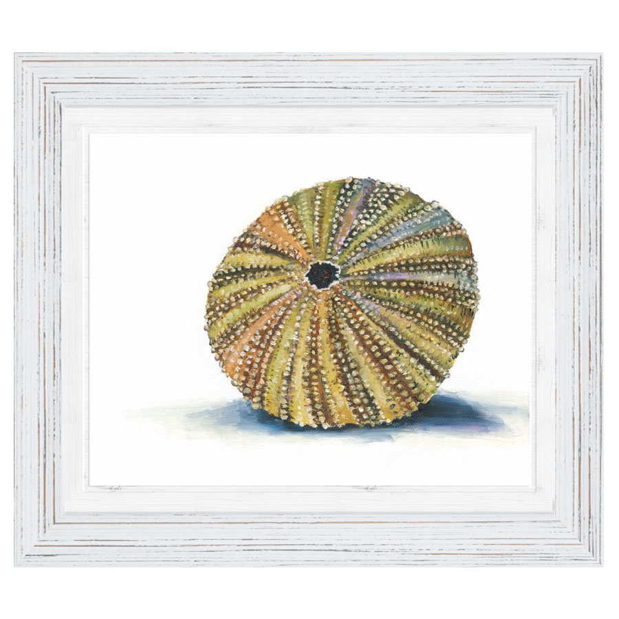 Sea Urchin